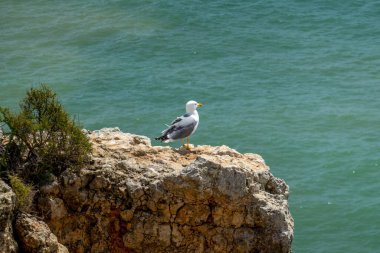 Martı, Portekiz 'in Algarve bölgesinin güzel turkuaz sularını izliyor..