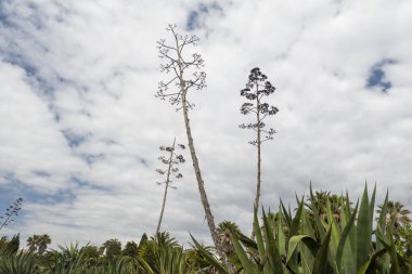 Agave Americana, asırlık bitki ya da maguey. Amerika 'dan gelen sulu bitkiler Portekiz' in Algarve bölgesinin kıyı şeridi yakınlarında yaygın olarak bulunur..