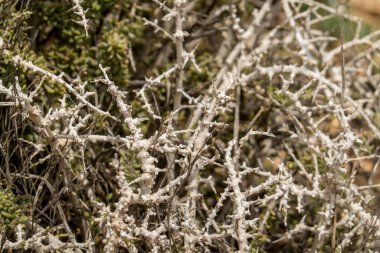 Güney Boxthorn (Lycium intricatum) bitkisi, Portekiz 'in Algarve sahil şeridinin yerlisi..