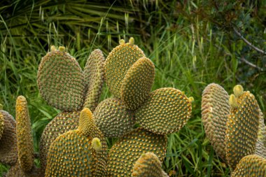 Tavşan kulaklı kaktüs (Opuntia microdasys) bitkisi bahçede..
