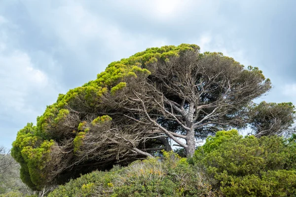 Kamienna Sosna Pinus Pinea Położona Wybrzeżu Regionu Algarve Portugalia — Zdjęcie stockowe