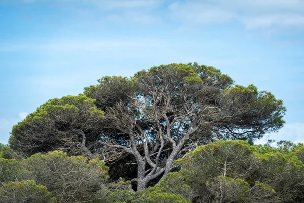 포르투갈 알가르베 지역의해 안지에 소나무 피누스 — 스톡 사진