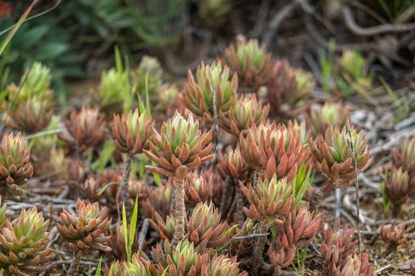 Sedum Rubens Šťavnatá Rostlina Běžné Skalách Pobřeží Algarve — Stock fotografie