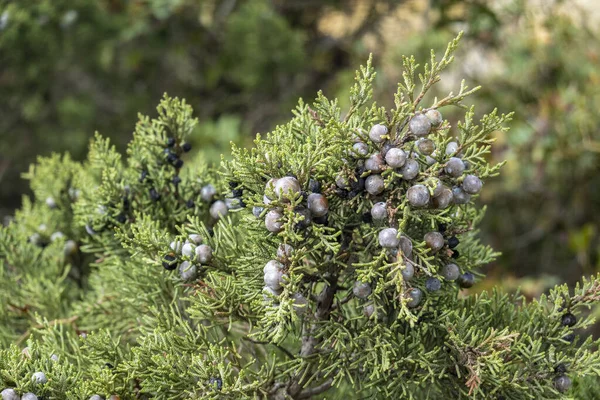 Arbusto Zimbro Fonético Juniperus Turbinata Localizado Costa Região Algarvia Portugal — Fotografia de Stock