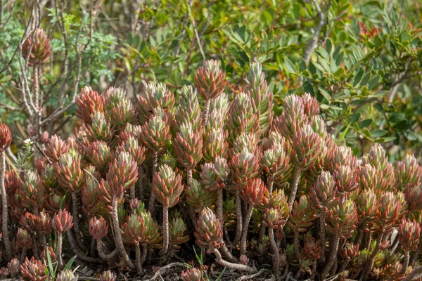 Sedum Rubens Planta Suculenta Común Los Ciffs Costa Del Algarve — Foto de Stock