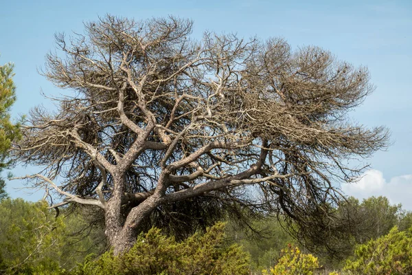 Stone Pine Tree Pinus Pinea Nachází Pobřeží Regionu Algarve Portugalsko — Stock fotografie
