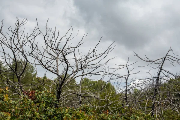 Vista Paisagem Recente Incêndio Florestal Com Arbustos Mortos Árvores Onde — Fotografia de Stock