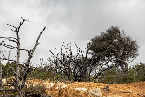 Stone Pine Tree Pinus Pinea Located Coastline Algarve Region Portugal — Stock Photo, Image