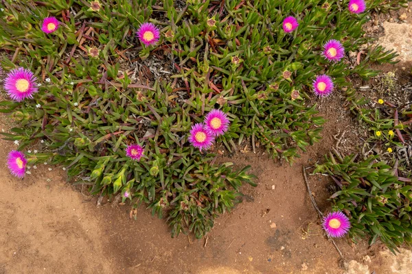 Plante Glace Carpobrotus Edulis Poussant Sur Côte Algarve — Photo