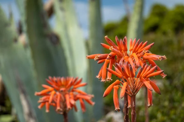 Aloe Vera Flores Plena Floración Región Del Algarve Portugal — Foto de Stock