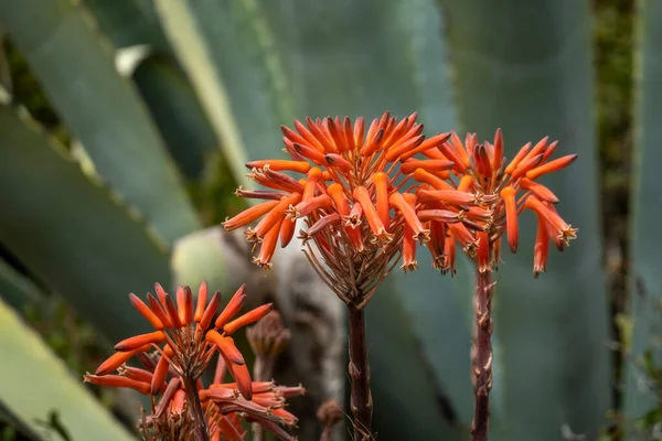 Aloe Vera Flores Plena Floración Región Del Algarve Portugal — Foto de Stock
