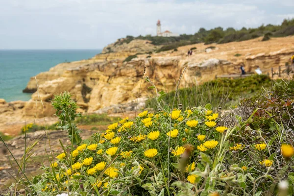 Portekiz Algarve Kıyı Şeridinde Yer Alan Akdeniz Sahili Papatyası Pallenis — Stok fotoğraf