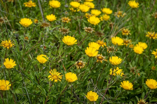 Mediterranean Beach Daisy Pallenis Maritima — Stock Photo, Image