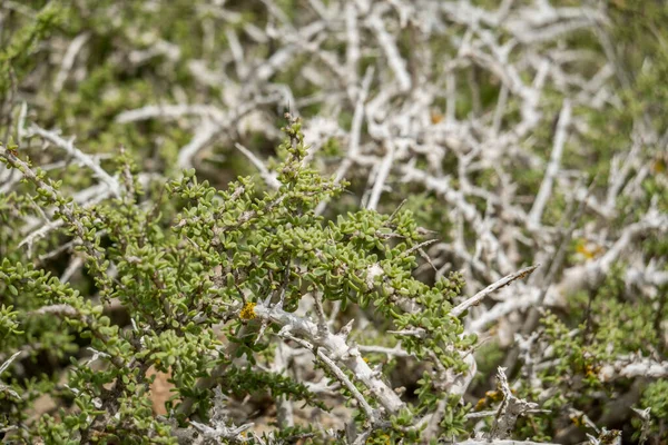 Espinheiro Sul Lycium Intricatum Planta Nativa Costa Algarvia Portugal — Fotografia de Stock
