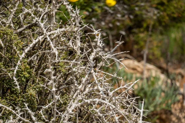 Planta Cătină Sudică Lycium Intricatum Originară Din Coasta Algarve Portugalia — Fotografie, imagine de stoc