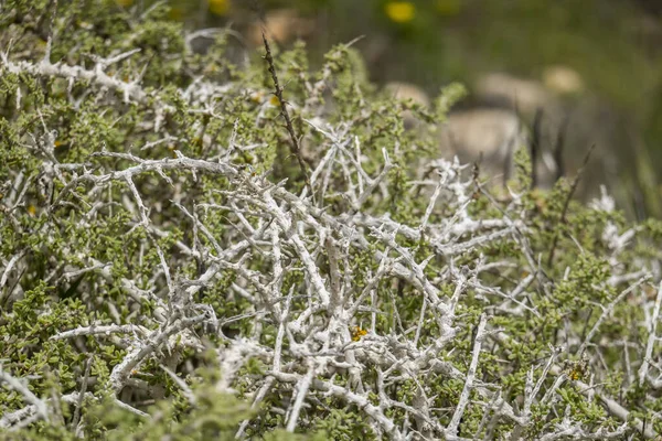 Déli Boxthorn Lycium Intricatum Növény Őshonos Algarve Tengerpartján Portugália — Stock Fotó