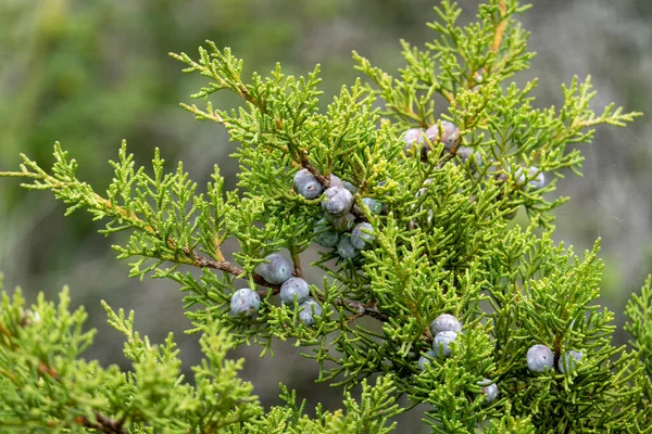 Phonecian Juniper Juniperus Turbinata Shrub Located Coastline Algarve Region Portugal — Stock Photo, Image