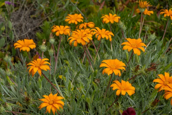 Beautiful Orange Gazania Rigens Flowers Garden — Stock Photo, Image