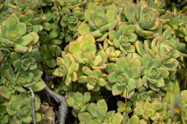Close View Succulent Plant Echeveria Elegans Garden — Stock Photo, Image