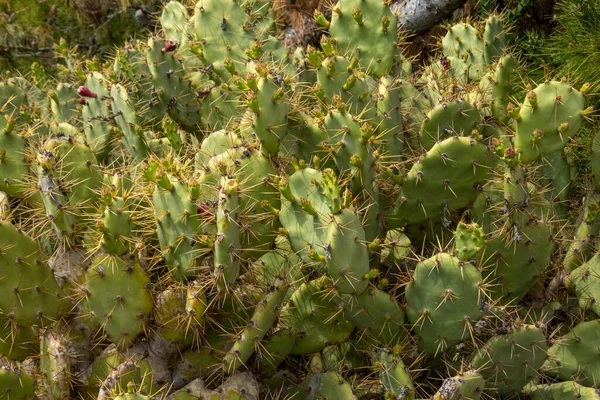 Cactus Pera Espinosa Creciendo Región Del Algarve Portugal — Foto de Stock
