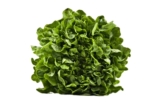A Head of butter lettuce on white background Royalty Free Stock Images
