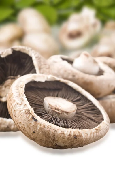 Zdrowe świeże grzyby z bardzo płytkiej głębi ostrości — Zdjęcie stockowe