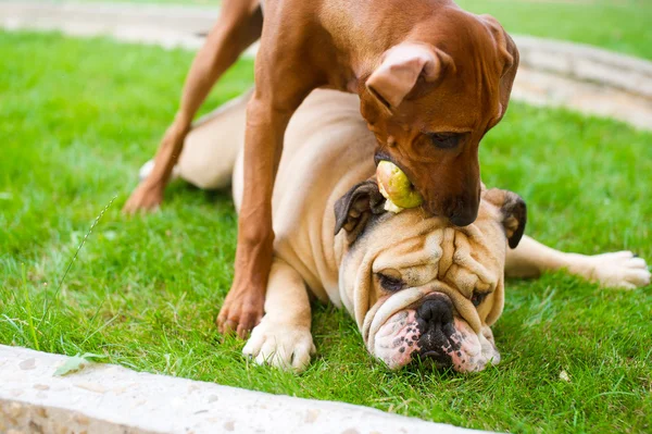 Best dog friends english bulldog and rhodesian ridgeback playing — Stock Photo, Image