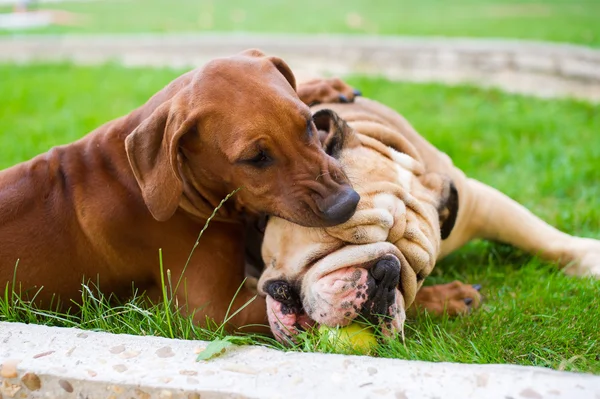 Best dog friends english bulldog and rhodesian ridgeback playing — Stock Photo, Image