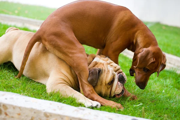 Лучшие друзья собаки английский бульдог и родезийский горный хребет играют — стоковое фото