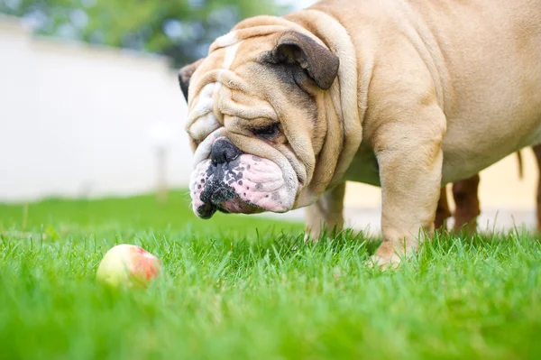 Buldogue inglês na grama verde — Fotografia de Stock