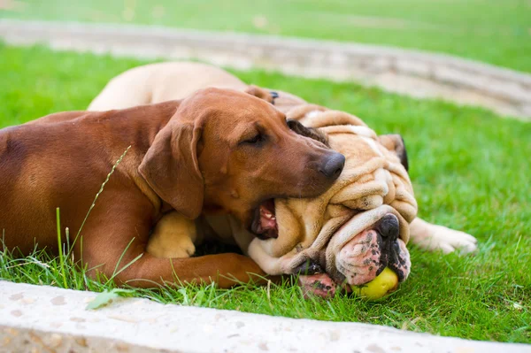 Melhores amigos do cão Inglês bulldog e Rhodesian ridgeback jogando — Fotografia de Stock