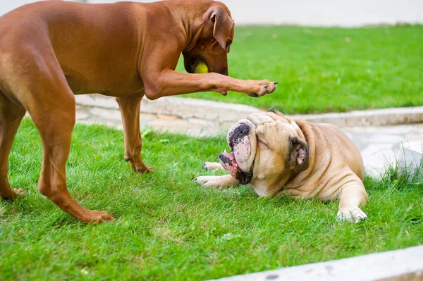 Melhores amigos do cão Inglês bulldog e Rhodesian ridgeback jogando — Fotografia de Stock