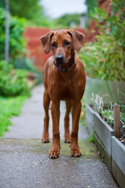 Söt vackra unga rhodesian ridgeback valp — Stockfoto