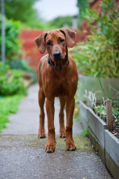 น่ารัก สวย หนุ่ม rhodesian ridgeback puppy — ภาพถ่ายสต็อก