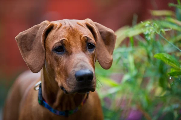 Cute beautiful young rhodesian ridgeback puppy — Stock Photo, Image