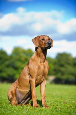 güzel köpek Rodezya ridgeback köpek yavrusu
