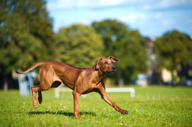 güzel köpek Rodezya ridgeback köpek yavrusu
