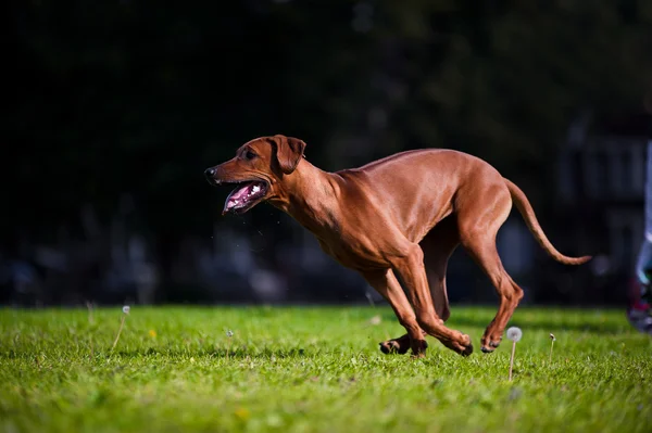 Cão lindo rhodesian cachorro ridgeback — Fotografia de Stock