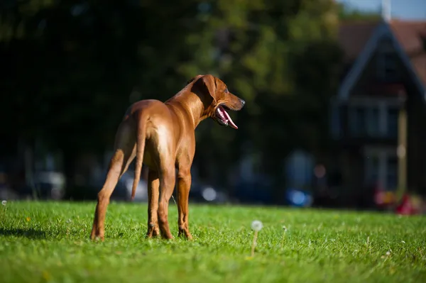 Vacker hund rhodesian ridgeback valp — Stockfoto