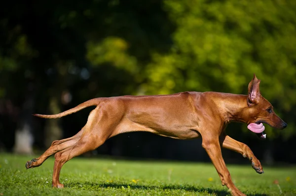 Bellissimo cane rodesiano ridgeback cucciolo — Foto Stock