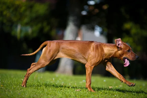 Hermoso perro rhodesian ridgeback cachorro — Foto de Stock