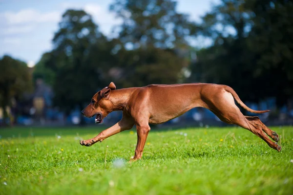 Gyönyörű kutya rhodesian ridgeback kiskutya — Stock Fotó
