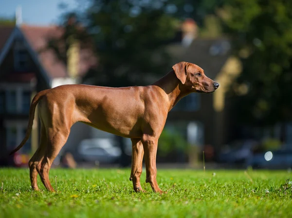 Beau chien rhodésien chiot ridgeback — Photo