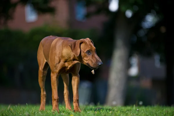 Piękny pies szczenię rasy rhodesian ridgeback — Zdjęcie stockowe