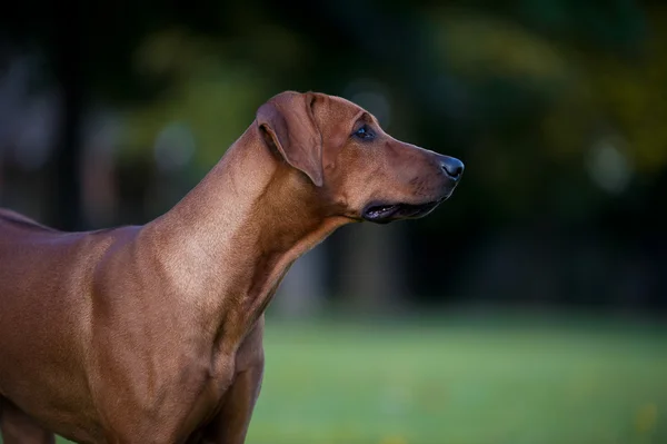 Beautiful dog rhodesian ridgeback puppy — Stock Photo, Image