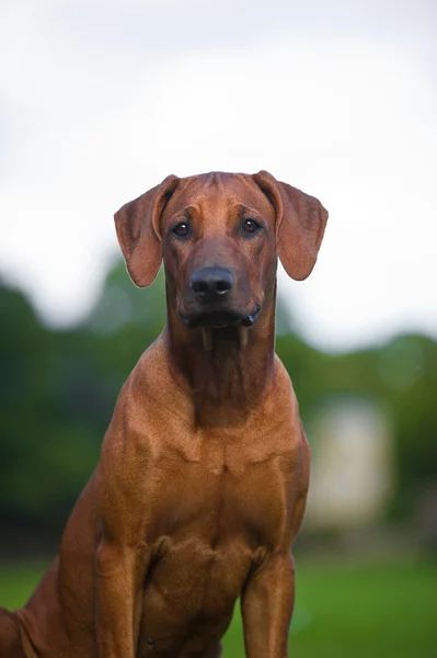 Πανέμορφο σκυλί rhodesian ridgeback κουτάβι — Φωτογραφία Αρχείου