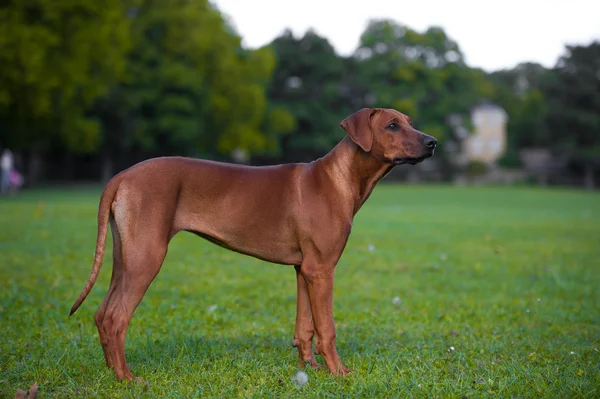 Bellissimo cane rodesiano ridgeback cucciolo — Foto Stock