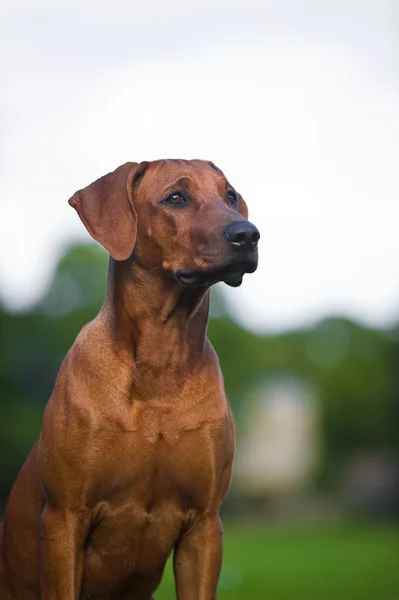 Beautiful dog rhodesian ridgeback puppy — Stock Photo, Image