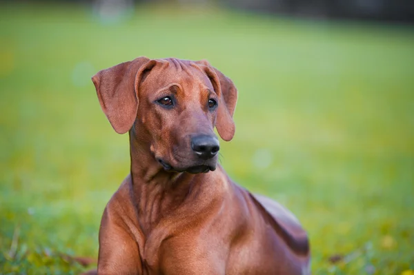 Hermoso perro rhodesian ridgeback cachorro — Foto de Stock