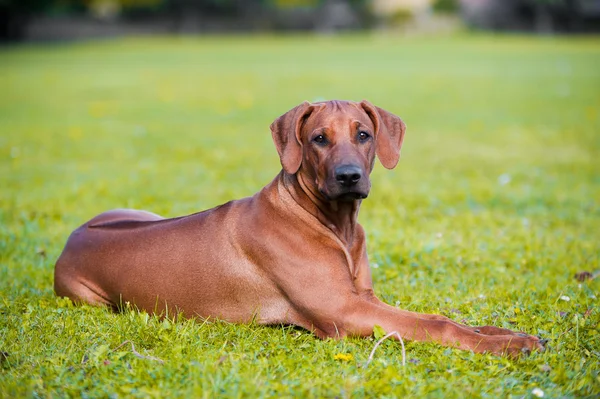 Hermoso perro rhodesian ridgeback cachorro — Foto de Stock